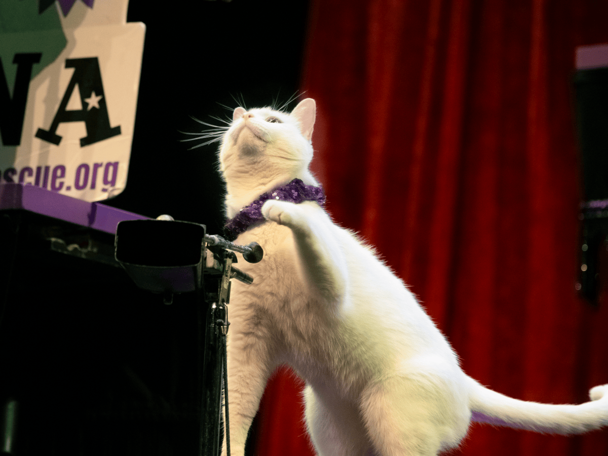 A Purrfect Evening with The Amazing Acrocats in&nbsp;Philadelphia